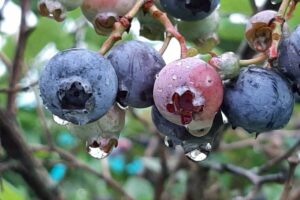 U-Pick: Places to Go Berry Picking Around London