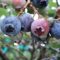 U-Pick: Places to Go Berry Picking Around London