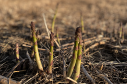 Farms Near Toronto to Pick Your Own Asparagus