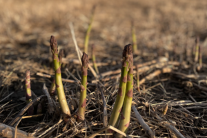 Farms Near Toronto to Pick Your Own Asparagus
