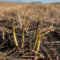 Farms Near Toronto to Pick Your Own Asparagus