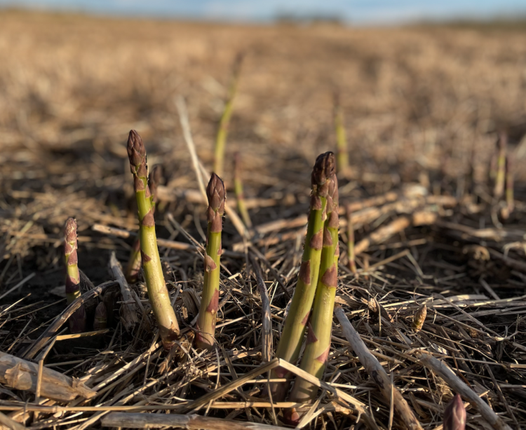 Four Farms Near Toronto to Pick Your Own Asparagus