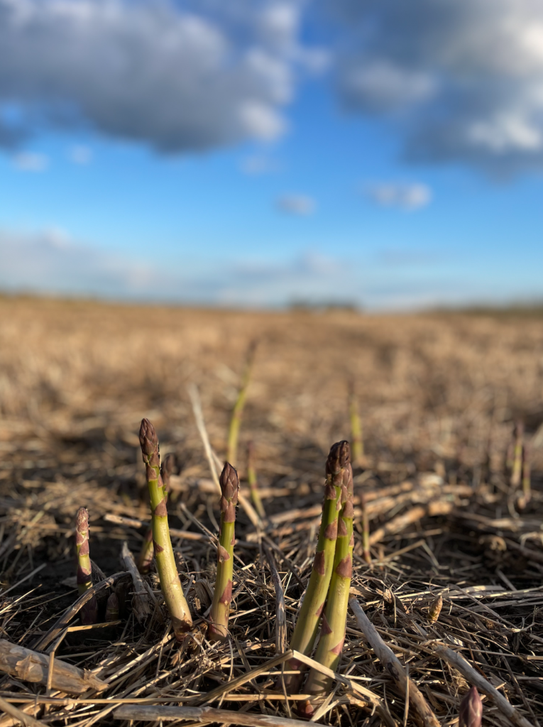 Pick Your Own Asparagus Pingle's Farm Market, 1805 Taunton Rd