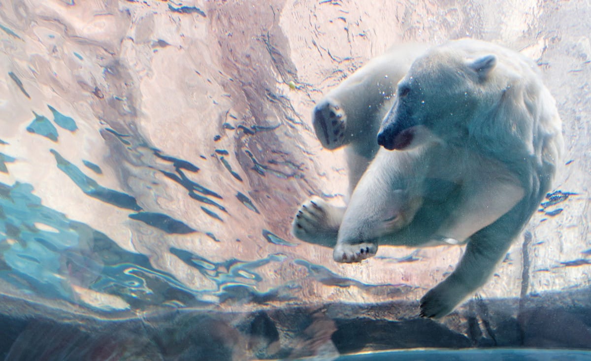 Assiniboine Park Zoo