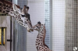 Endangered Masai Giraffe Baby Born at the Toronto Zoo