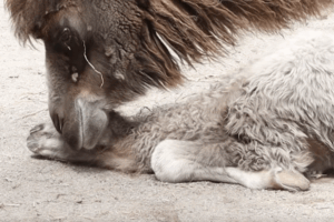 Toronto Zoo Welcomes Baby Bactrian Camel