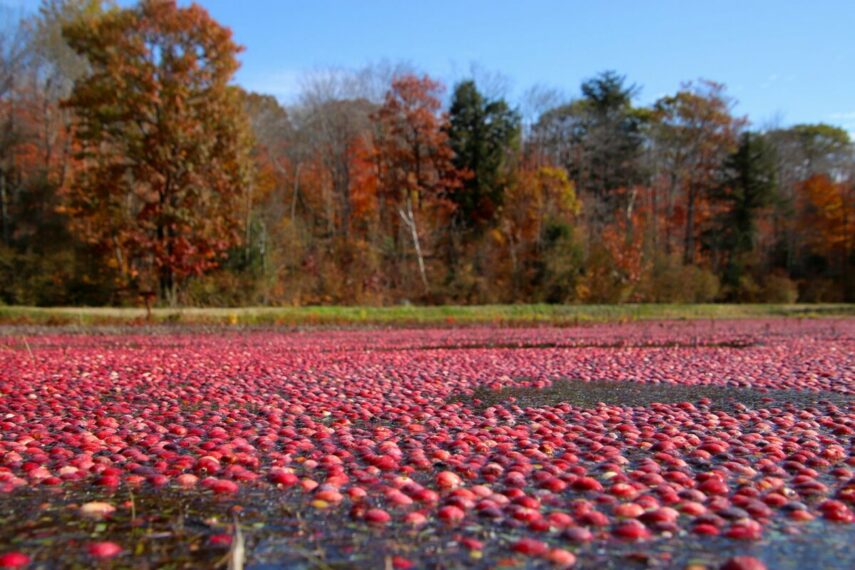 When Is Cranberry Fest 2024 In Pakistan Barbra Rachele