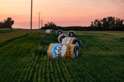 Eye-Catching Hay Bales Pop Up Near Saskatchewan Roads