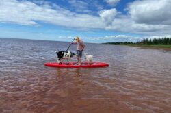 Beach Goats: Visit PEI's South Shore For a Fun Day at the Beach With Adorable Goats