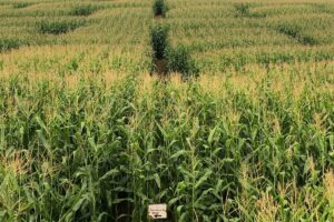 Corn Mazes PEI