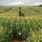 Corn Mazes PEI