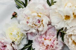 Picnic & Pick Your Own Peonies at Beyond Roots Flower Farm Near Red Deer