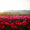 Canada's Largest Floral Display: 2024 Abbotsford Tulip Festival Opens April 6th