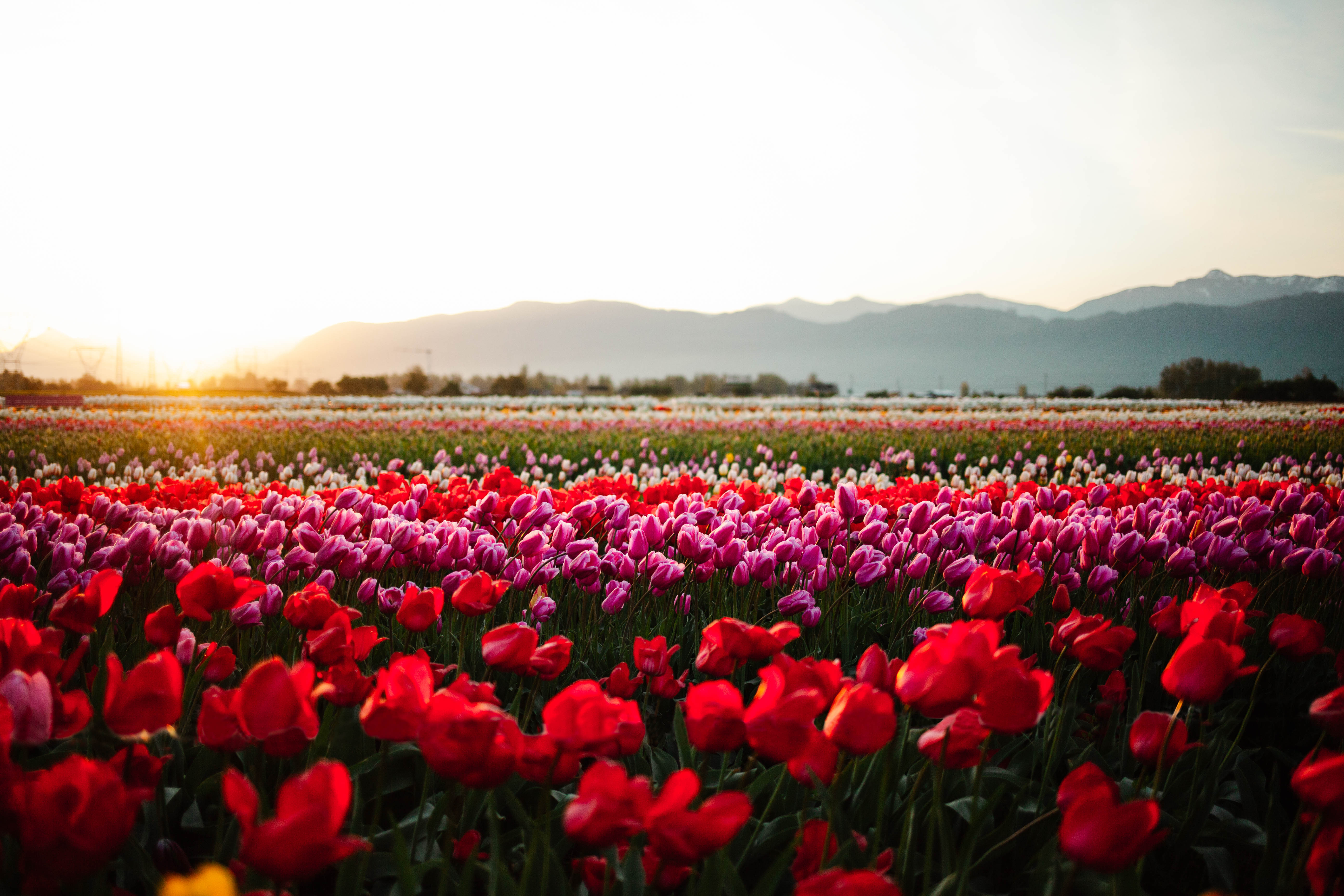 Canada s Largest Floral Display 2024 Abbotsford Tulip Festival Opens April 6th