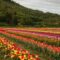 North Okanagan's Bloom Tulip Festival Returns This May