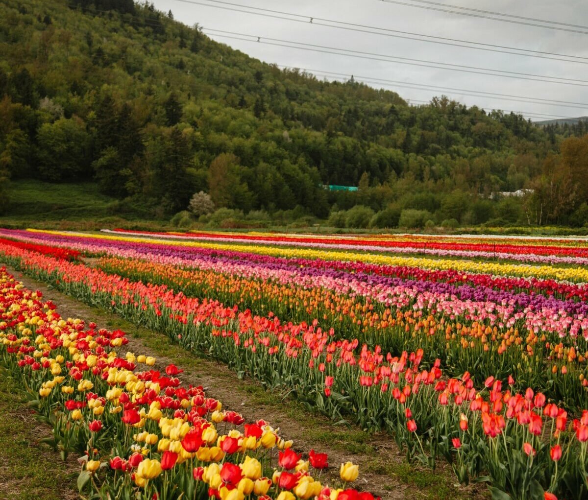 North Okanagan’s Bloom Tulip Festival Returns This May