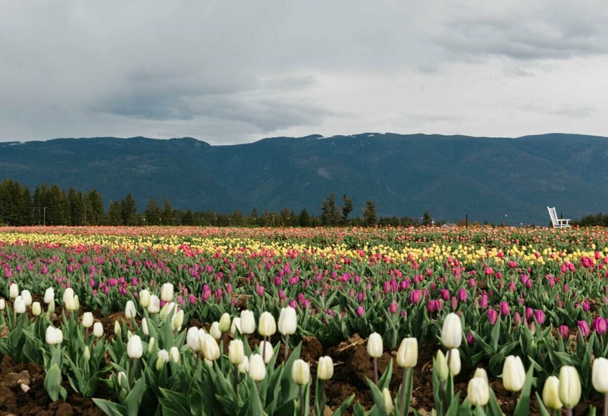 North Okanagan’s Bloom Tulip Festival Returns This May