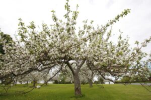 20 Reasons to Visit Annapolis Valley During Apple Blossom Festival