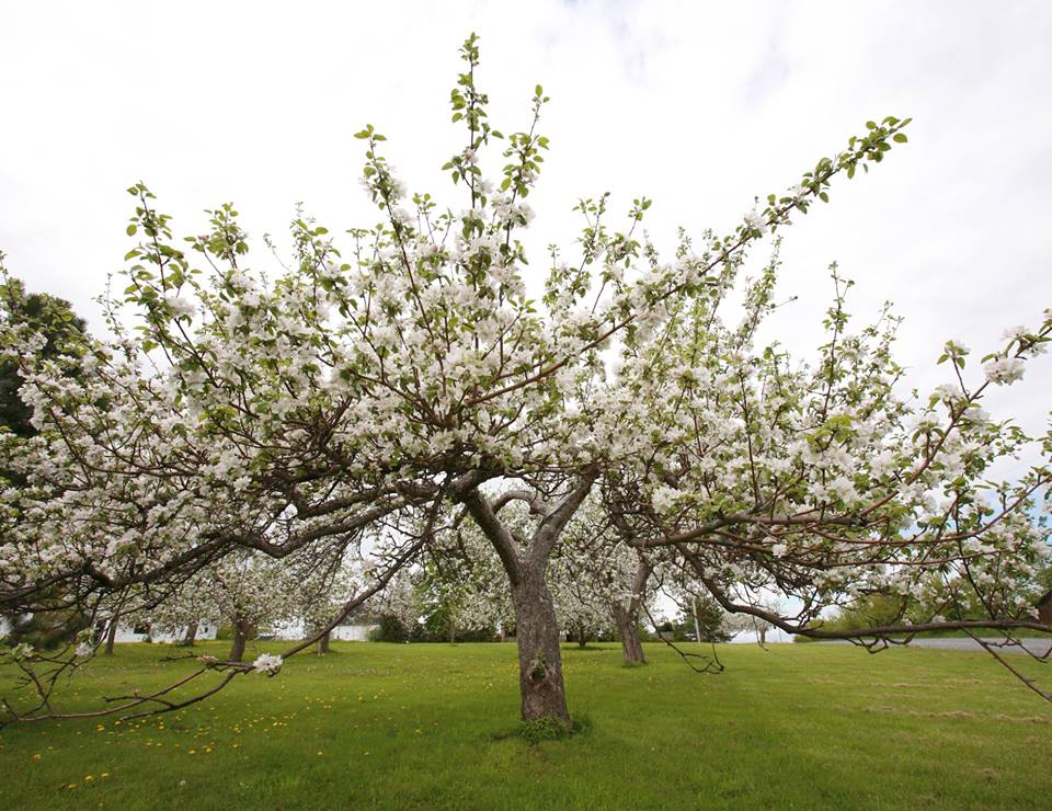 20 Reasons to Visit Annapolis Valley During Apple Blossom Festival To