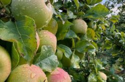 Places to Go For Apple Picking in Kitchener-Waterloo Region – 2025 Season