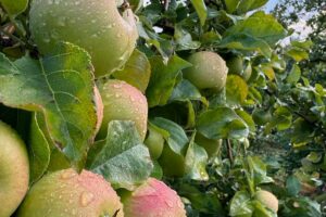 Places to Go For Apple Picking in Kitchener-Waterloo Region – 2025 Season