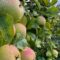 Places to Go For Apple Picking in Kitchener-Waterloo Region – 2026 Season
