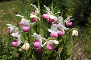 Ontario's Must-See Flower Festivals For an Escape to a World of Blossoms