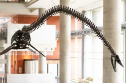 University of Alberta Students Name a Plesiosaur, Dr. Deeno Hinshaw
