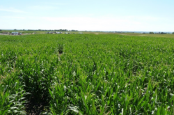 Alberta Corn Mazes to Get Lost This Summer & Fall