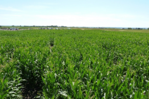Alberta Corn Mazes to Get Lost This Summer & Fall