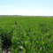 Alberta Corn Mazes to Get Lost This Summer & Fall