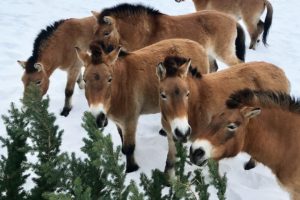 Free Things to Do in Calgary in February