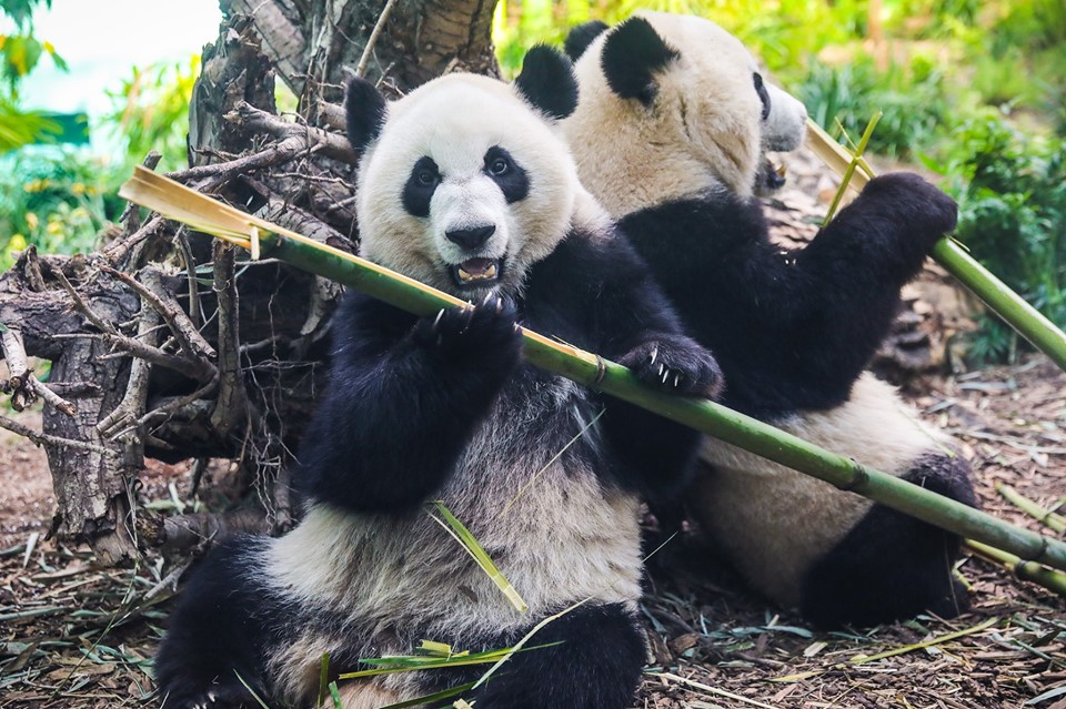 Panda Cub Farewell
