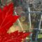 Canada Day in Wilmot24