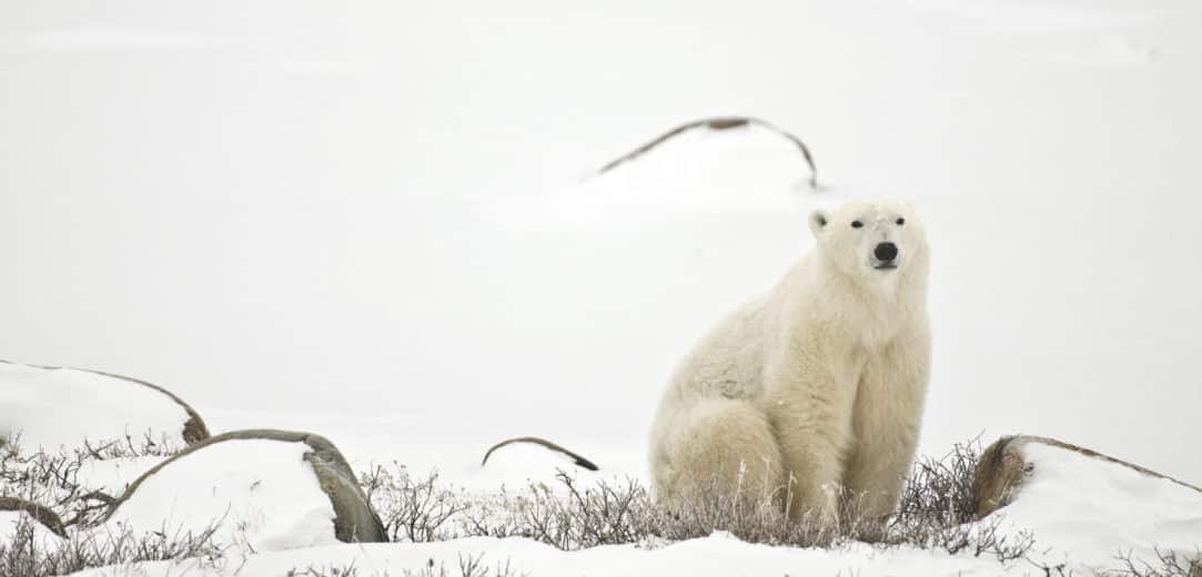 Canadian Tourism Commission-POLARBEAR