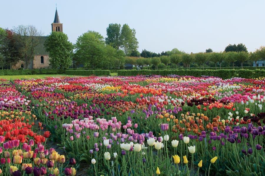 Ontario's Must-See Flower Festivals For an Escape to a World of Blossoms