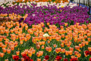 What to Expect at the 2026 Canadian Tulip Festival in Ottawa