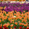What to Expect at the 2026 Canadian Tulip Festival in Ottawa
