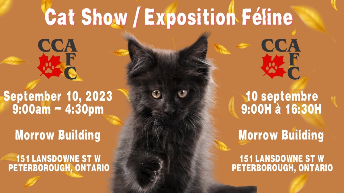 Peterborough CCA Cat Show