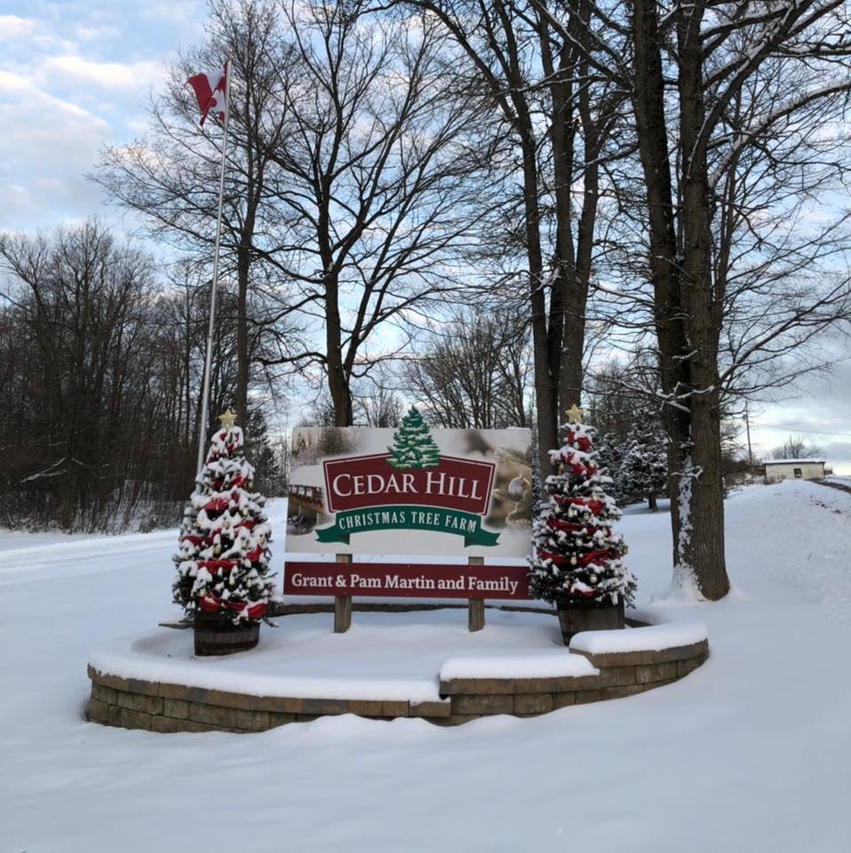 Cedar Hill Christmas Tree Farm