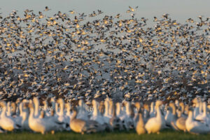 Celebrate Spring Migration at Snow Goose Festival Near Edmonton; Tickets Now on Sale