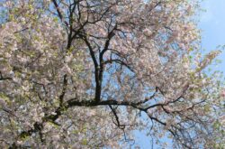 Visit Royal Botanical Gardens’ Arboretum to See Magnificent Magnolias and Cherry Blossoms
