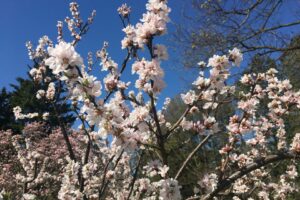 Places to Find Cherry Blossoms in Scarborough