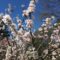 Places to Find Cherry Blossoms in Scarborough