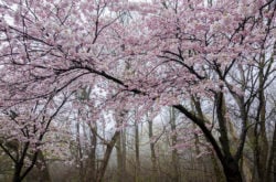 Cherry Blossom Viewing in High Park