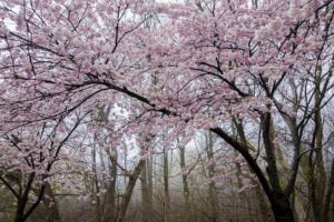 Cherry Blossom Viewing in High Park