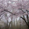 Cherry Blossom Viewing in High Park