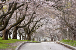 20 Places to See Cherry Blossoms in and Around Toronto
