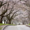 20 Places to See Cherry Blossoms in and Around Toronto