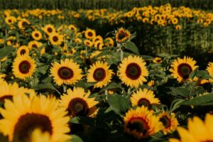 Sunflower Farms to Visit in and Around Metro Vancouver